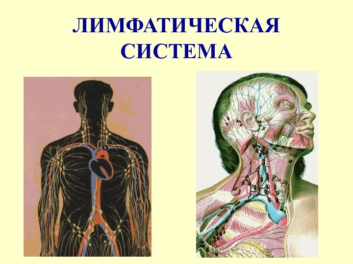 ЛИМФАТИЧЕСКАЯ СИСТЕМА