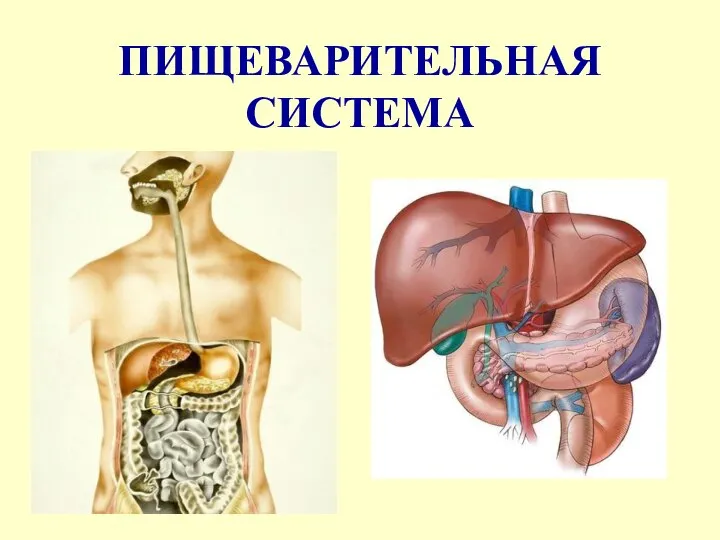 ПИЩЕВАРИТЕЛЬНАЯ СИСТЕМА