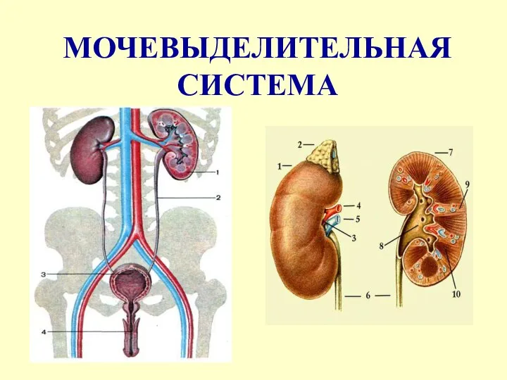 МОЧЕВЫДЕЛИТЕЛЬНАЯ СИСТЕМА