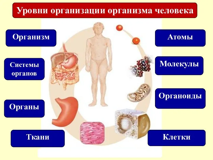 Уровни организации организма человека Атомы Молекулы Органоиды Клетки Организм Органы Ткани Системы органов