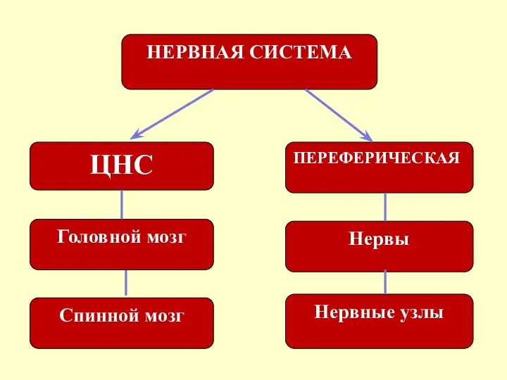 НЕРВНАЯ СИСТЕМА ЦНС ПЕРЕФЕРИЧЕСКАЯ Головной мозг Спинной мозг Нервы Нервные узлы