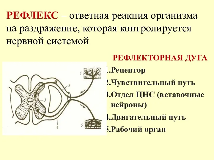 РЕФЛЕКС – ответная реакция организма на раздражение, которая контролируется нервной системой РЕФЛЕКТОРНАЯ