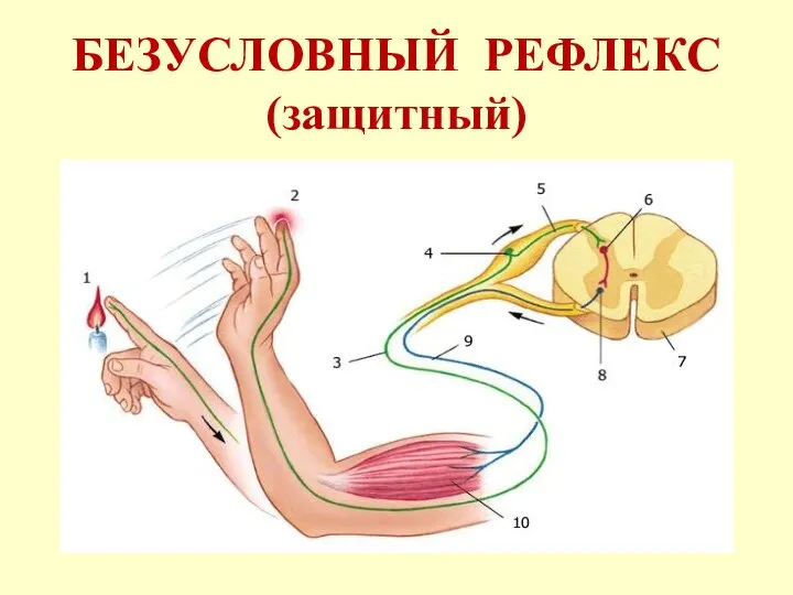 БЕЗУСЛОВНЫЙ РЕФЛЕКС (защитный)