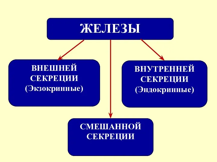 ЖЕЛЕЗЫ ВНЕШНЕЙ СЕКРЕЦИИ (Экзокринные) ВНУТРЕННЕЙ СЕКРЕЦИИ (Эндокринные) СМЕШАННОЙ СЕКРЕЦИИ