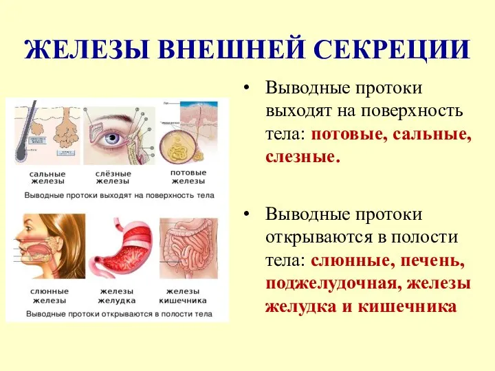 ЖЕЛЕЗЫ ВНЕШНЕЙ СЕКРЕЦИИ Выводные протоки выходят на поверхность тела: потовые, сальные, слезные.