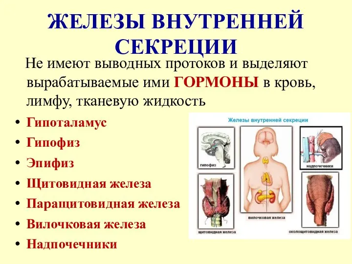 ЖЕЛЕЗЫ ВНУТРЕННЕЙ СЕКРЕЦИИ Не имеют выводных протоков и выделяют вырабатываемые ими ГОРМОНЫ