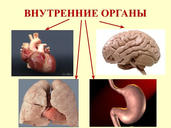 ВНУТРЕННИЕ ОРГАНЫ