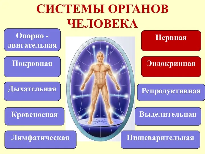 СИСТЕМЫ ОРГАНОВ ЧЕЛОВЕКА Опорно - двигательная Кровеносная Покровная Нервная Эндокринная Дыхательная Выделительная Репродуктивная Лимфатическая Пищеварительная