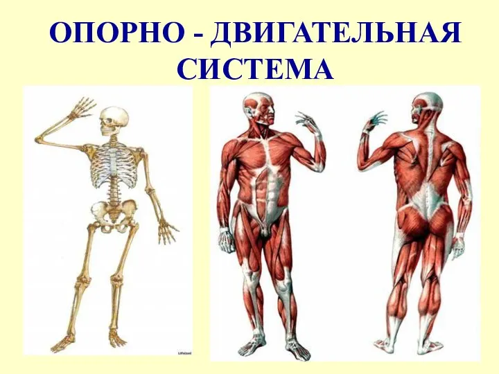 ОПОРНО - ДВИГАТЕЛЬНАЯ СИСТЕМА