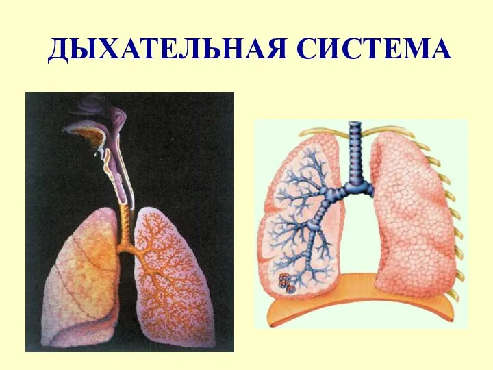 ДЫХАТЕЛЬНАЯ СИСТЕМА