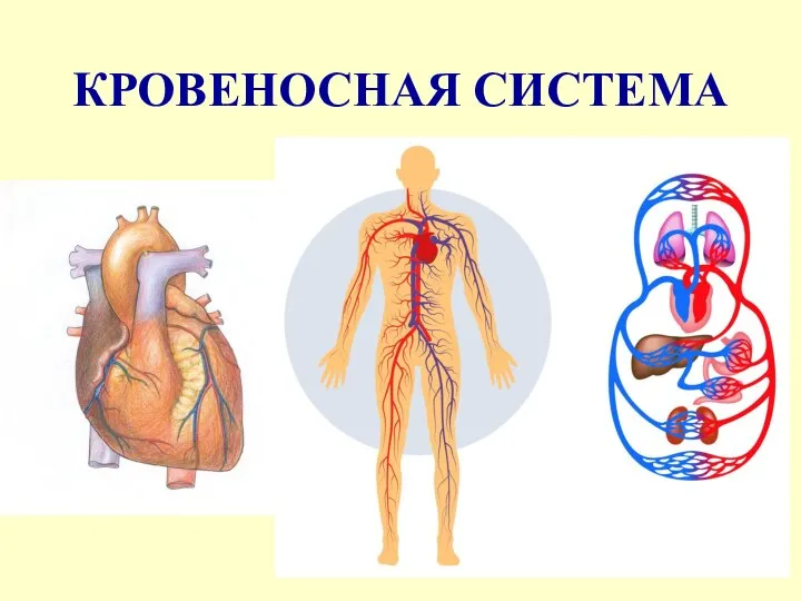 КРОВЕНОСНАЯ СИСТЕМА