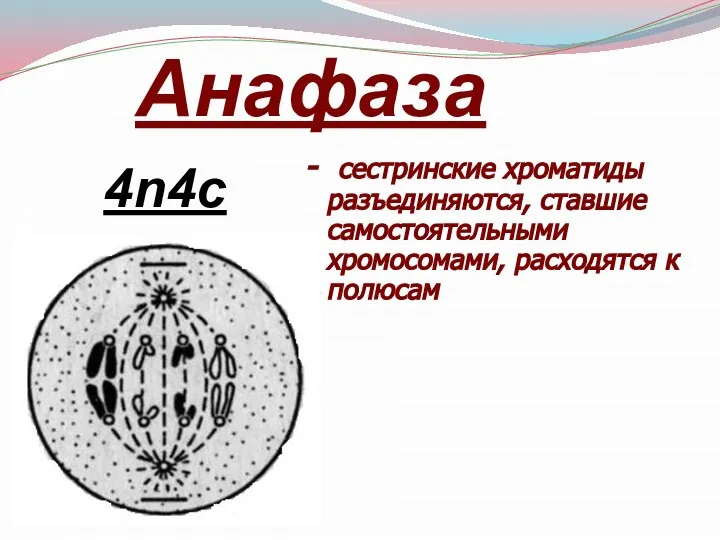 Анафаза - сестринские хроматиды разъединяются, ставшие самостоятельными хромосомами, расходятся к полюсам 4n4c