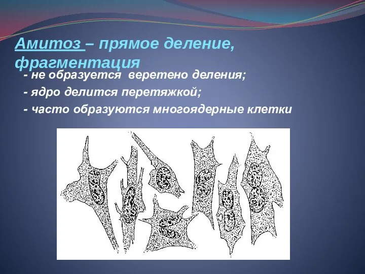 - не образуется веретено деления; - ядро делится перетяжкой; - часто образуются