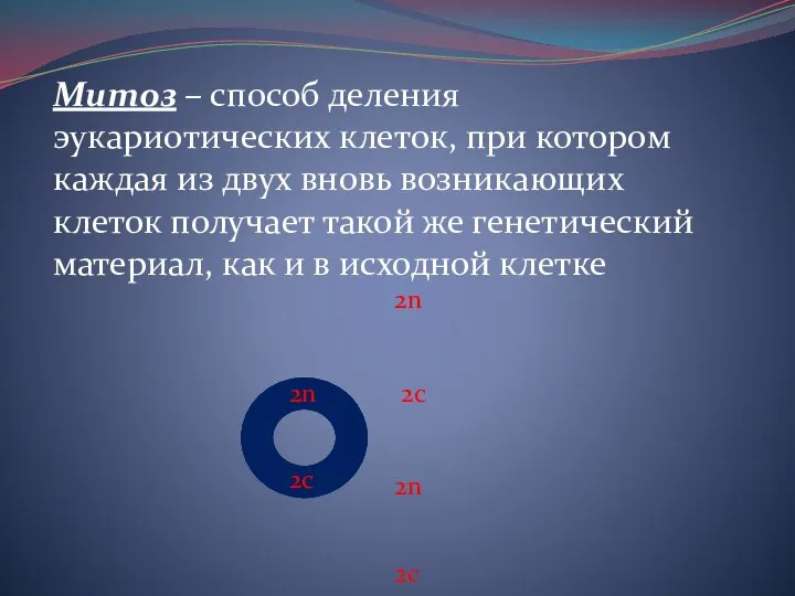 Митоз – способ деления эукариотических клеток, при котором каждая из двух вновь