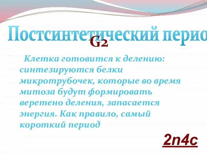 Постсинтетический период: G2 Клетка готовится к делению: синтезируются белки микротрубочек, которые во