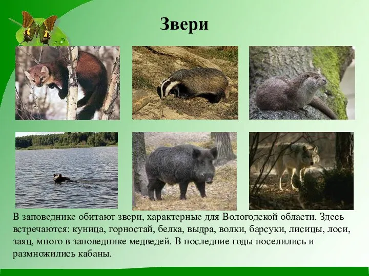 В заповеднике обитают звери, характерные для Вологодской области. Здесь встречаются: куница, горностай,