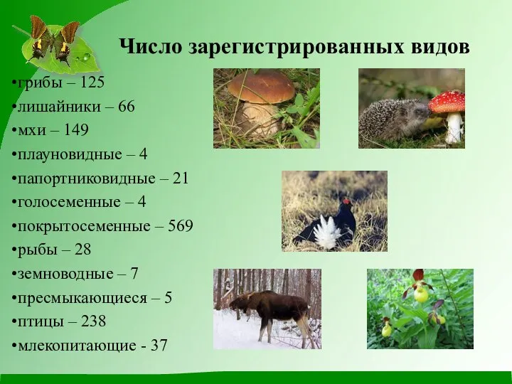 Число зарегистрированных видов грибы – 125 лишайники – 66 мхи – 149