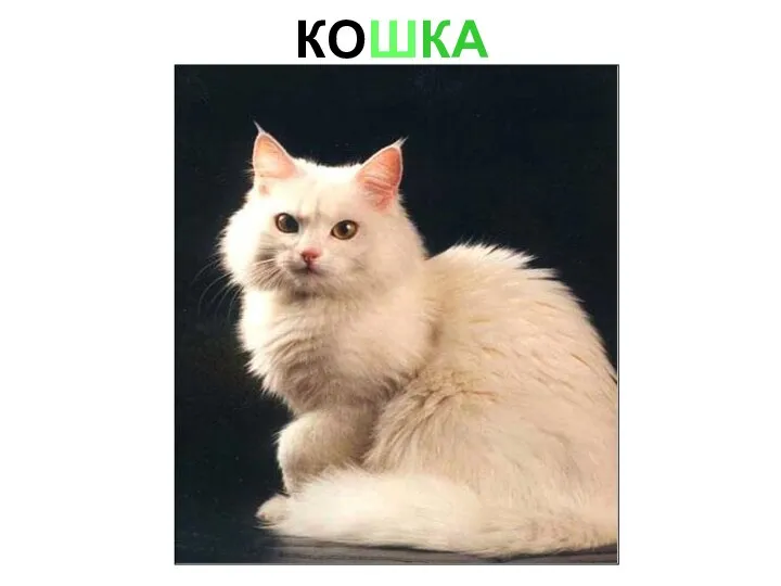 КОШКА