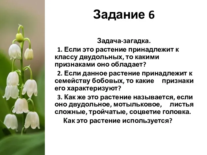 Задание 6 Задача-загадка. 1. Если это растение принадлежит к классу двудольных, то