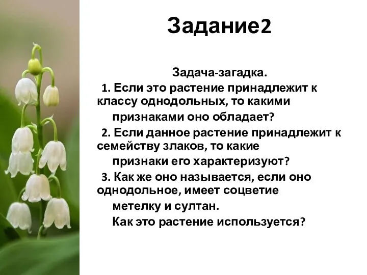 Задание2 Задача-загадка. 1. Если это растение принадлежит к классу однодольных, то какими