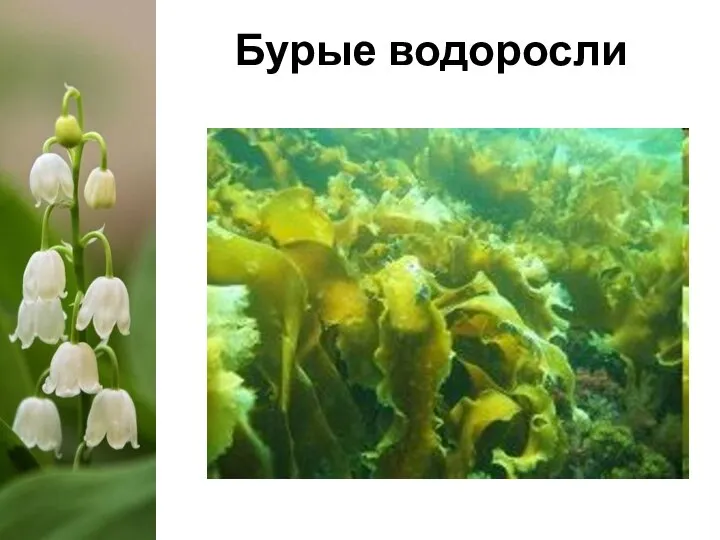 Бурые водоросли