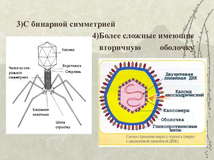 3)С бинарной симметрией 4)Более сложные имеющие вторичную оболочку