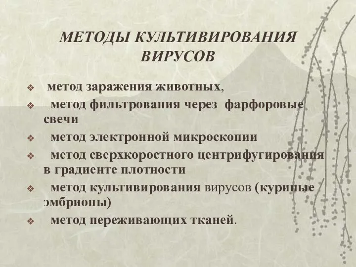 МЕТОДЫ КУЛЬТИВИРОВАНИЯ ВИРУСОВ метод заражения животных, метод фильтрования через фарфоровые свечи метод