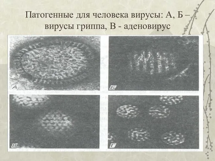 Патогенные для человека вирусы: А, Б – вирусы гриппа, В - аденовирус