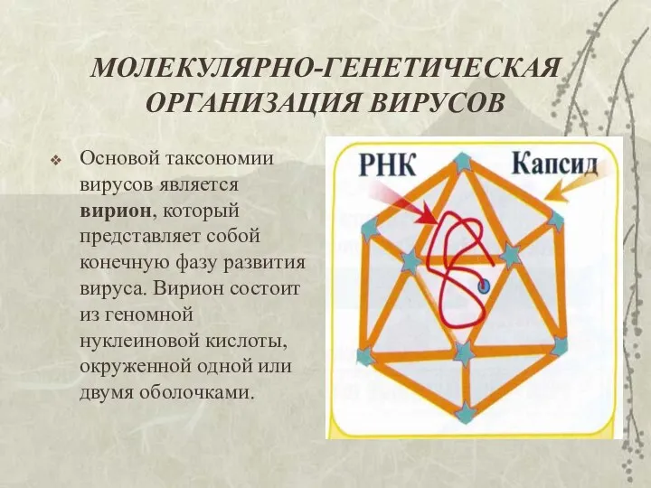 МОЛЕКУЛЯРНО-ГЕНЕТИЧЕСКАЯ ОРГАНИЗАЦИЯ ВИРУСОВ Основой таксономии вирусов является вирион, который представляет собой конечную