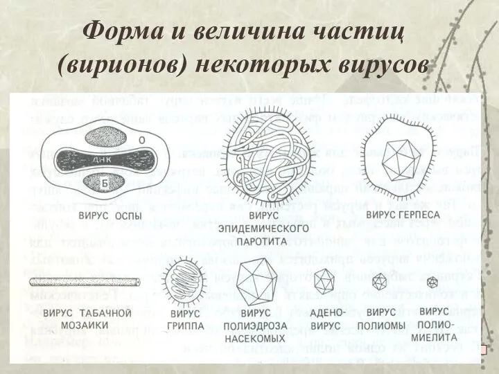 Форма и величина частиц (вирионов) некоторых вирусов