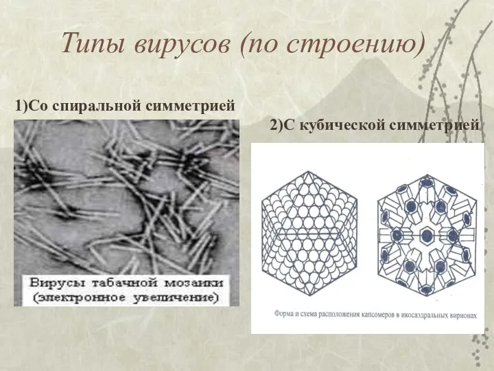 Типы вирусов (по строению) 1)Со спиральной симметрией 2)С кубической симметрией