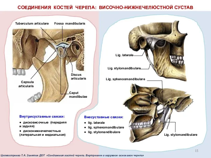 СОЕДИНЕНИЯ КОСТЕЙ ЧЕРЕПА: ВИСОЧНО-НИЖНЕЧЕЛЮСТНОЙ СУСТАВ Внутрисуставные связки: ● дисковисочные (передняя и задняя)