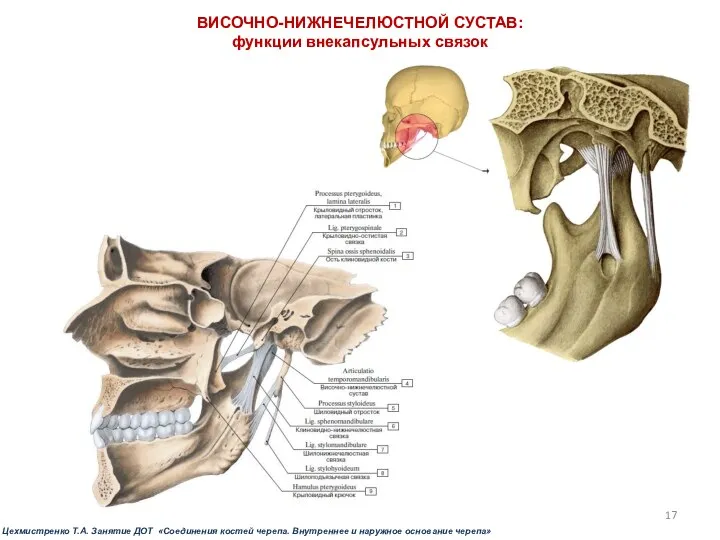 ВИСОЧНО-НИЖНЕЧЕЛЮСТНОЙ СУСТАВ: функции внекапсульных связок Цехмистренко Т.А. Занятие ДОТ «Соединения костей черепа.