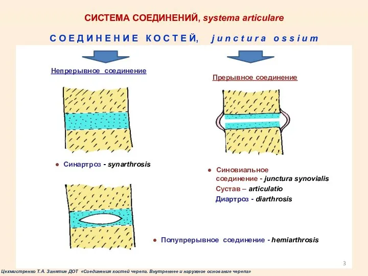 СИСТЕМА СОЕДИНЕНИЙ, systema articulare ● Синартроз - synarthrosis Непрерывное соединение С О