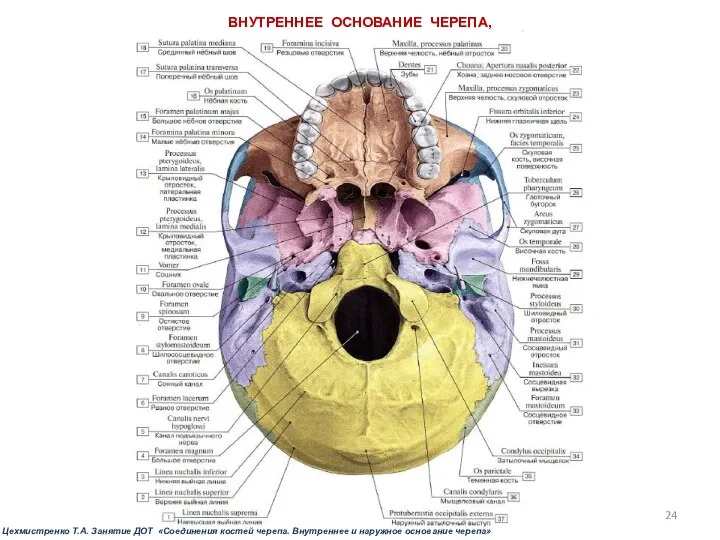 ВНУТРЕННЕЕ ОСНОВАНИЕ ЧЕРЕПА, Цехмистренко Т.А. Занятие ДОТ «Соединения костей черепа. Внутреннее и наружное основание черепа»