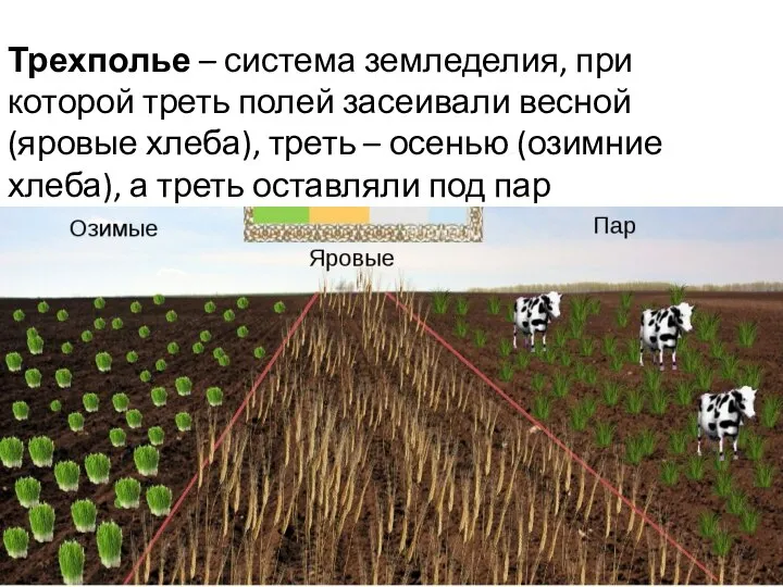 Трехполье – система земледелия, при которой треть полей засеивали весной (яровые хлеба),