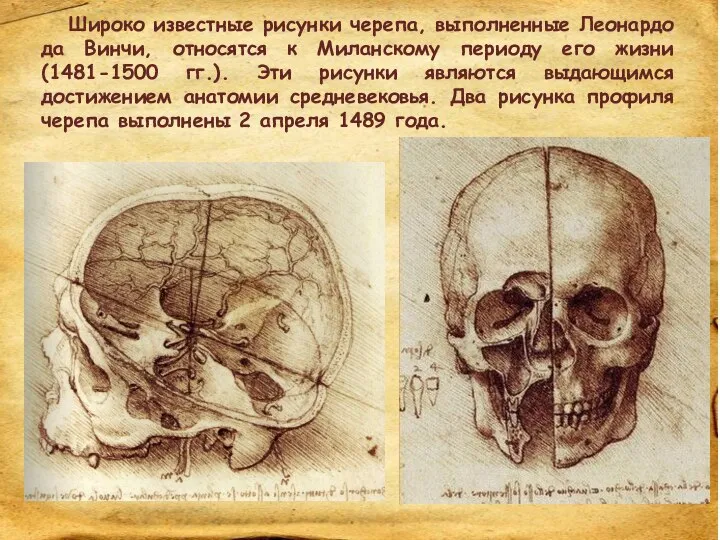 Широко известные рисунки черепа, выполненные Леонардо да Винчи, относятся к Миланскому периоду