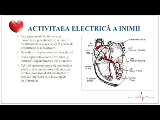 ACTIVITAEA ELECTRICĂ A INIMII Este reprezentată de formarea și transmiterea potențialulu de