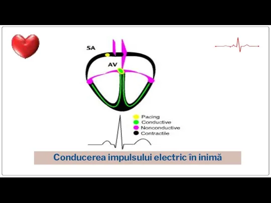 Conducerea impulsului electric în inimă