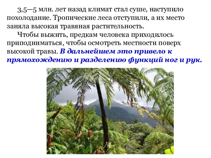 3,5—5 млн. лет назад климат стал суше, наступило похолодание. Тропические леса отступили,