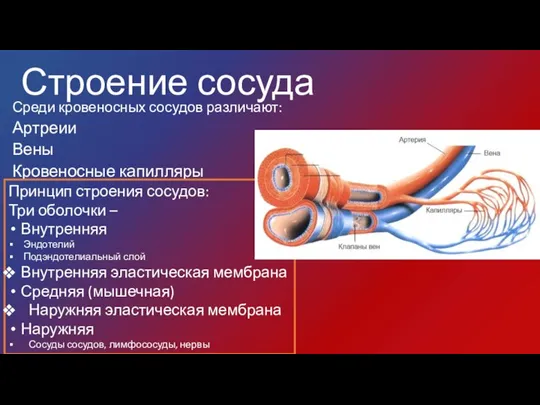 Строение сосуда Среди кровеносных сосудов различают: Артреии Вены Кровеносные капилляры Принцип строения