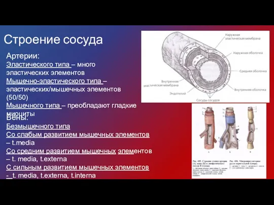 Строение сосуда Артерии: Эластического типа – много эластических элементов Мышечно-эластического типа –