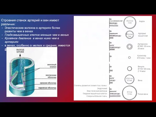 Строения стенок артерий и вен имеют различия: Эластические волокна в артериях более