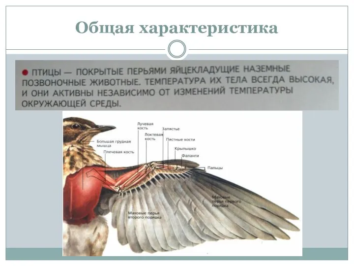 Общая характеристика