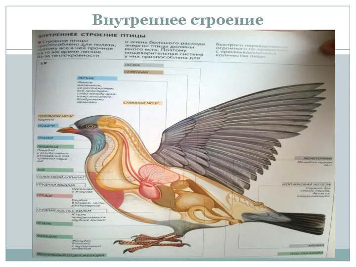 Внутреннее строение