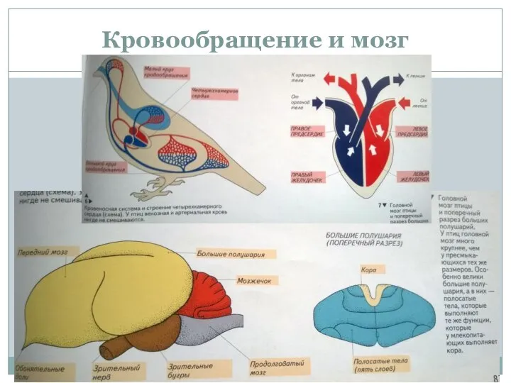 Кровообращение и мозг