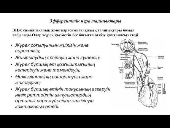 Эфференттік нерв талшықтары Жүрек соғылуының жиілігін және сиректігін; Жиырылудың әлсіреуін және күшеюін;