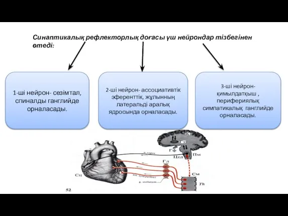 Синаптикалық рефлекторлық доғасы үш нейрондар тізбегінен өтеді: 1-ші нейрон- сезімтал,спиналды ганглийде орналасады.