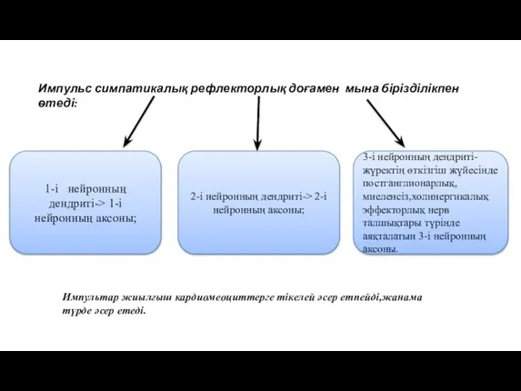 Импульс симпатикалық рефлекторлық доғамен мына бірізділікпен өтеді: 1-і нейронның дендриті-> 1-і нейронның