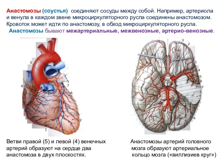 Анастомозы (соустья) соединяют сосуды между собой. Например, артериола и венула в каждом